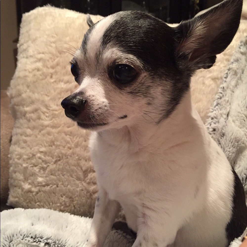 Meet your Posher, Sasha